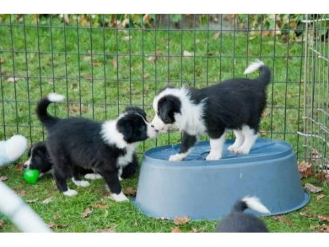 Border collie yavrularımız evinizin neşesi olacaktır