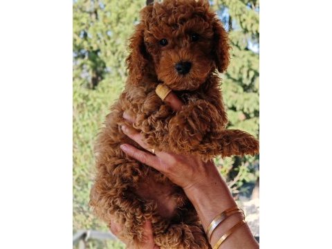 Toy poodle yavrular 3 erkek 1 dişi