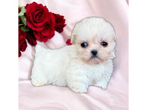 Maltese terrier çok sevimli yavrular