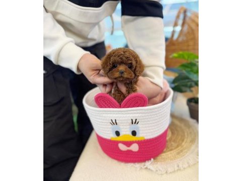 Kore kan toy poodle yavrularımız