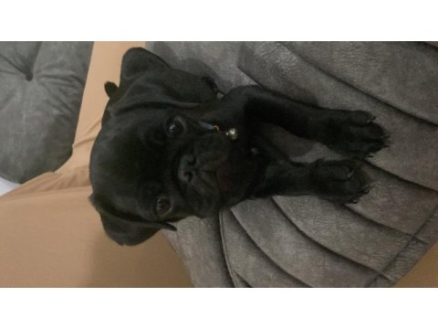 Eşyalarıyla verilecek pug köpeğimiz