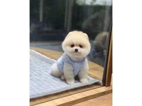 Sağlık ve ırk garantili pomeranian