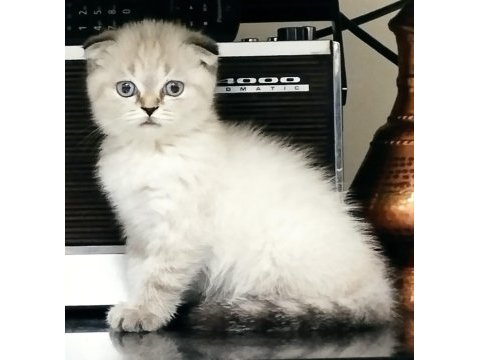Dişi 2 yaşında blue point scottish fold