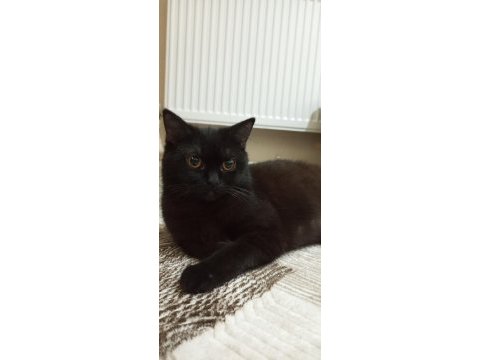 Hamile siyah british shorthair