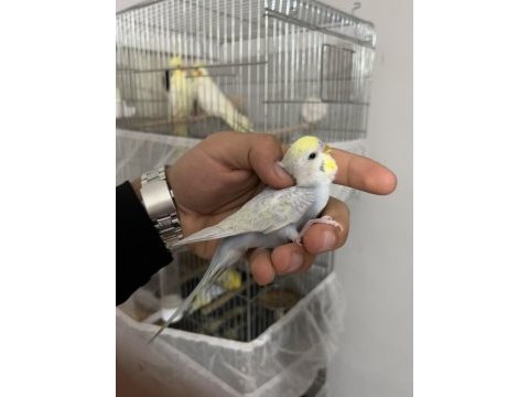 Damızlık-yavru ele alışık muhabbet kuşu