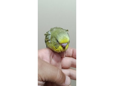 Jumbo muhabbet kuşu bebekler