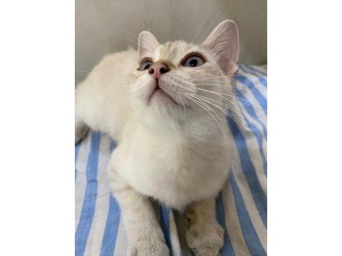 Acil pamuk gibi bir bebek british shorthair
