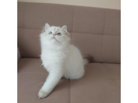 British longhair erkek