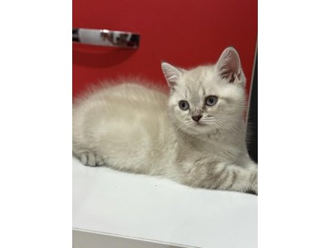 Mama ve bakım (uyguna) british shorthair
