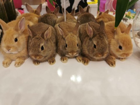 Safkan sevimli hollanda cüce tavşan yavruları