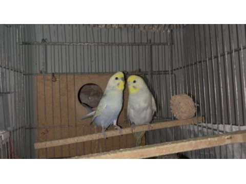 Rainbow muhabbet kuşu takımları