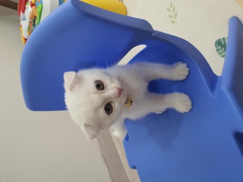 2 aylık erkek scottish fold