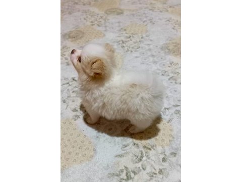 Pomeranian spitz yavrular