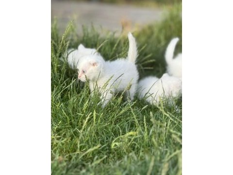 Safkan british shorthair yavrular