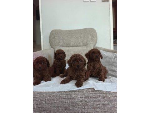2.5 aylık toy poodle