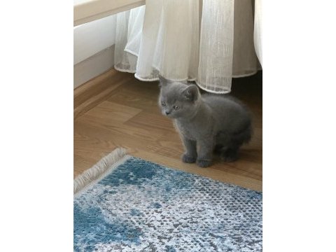 Orjinal scottish fold ve british shorthair 4 yavru