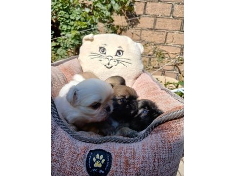 Yavru pekinez köpekler