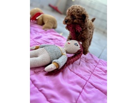 Poodle bebekleri