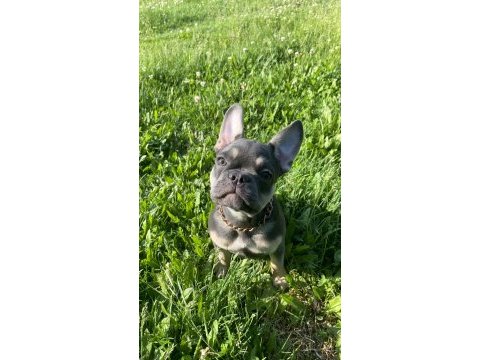 French bulldog blue tan dişi (3 aylık)