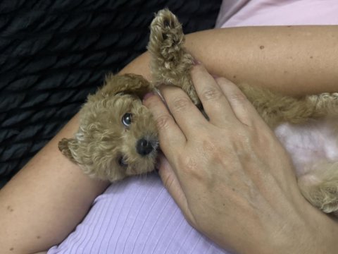 Bakamadığım için poodle