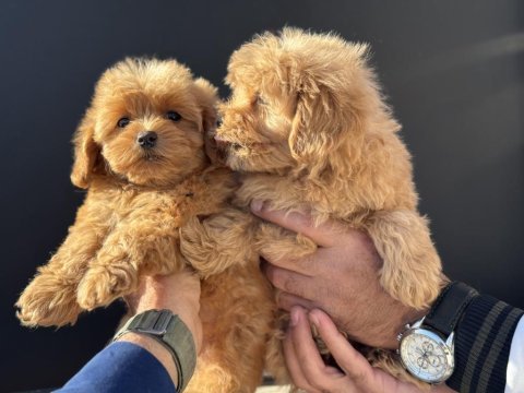 Çık özel wc eğitimli kore maltipoo yavrularımız