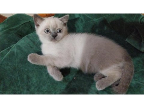 Diyarbakır içi dişi british blue point 3 aylık