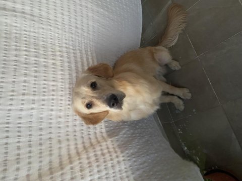 8 aylık erkek golden retriever