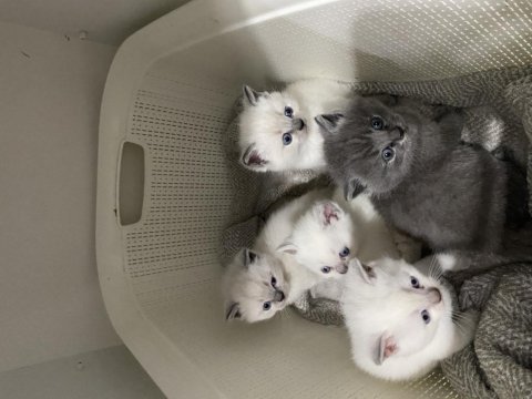 Erkek 3 adet beyaz yavru british shorthair