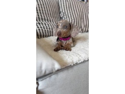 Bri çok seçenek ile dachshund bebeklerimiz