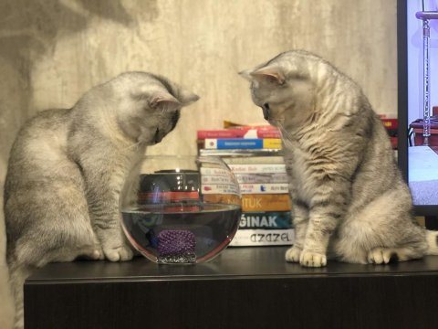 British shorthair anne oğul