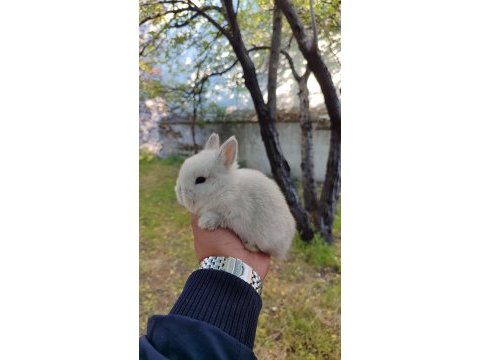 Cüce bebekler hazır bilgi için arayınız