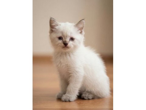 Erkek blue point sevimli bebek kedimiz