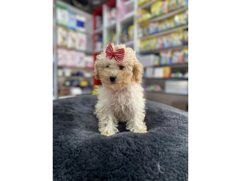 Mini -teacup poodle