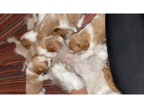 Cavalier king charles