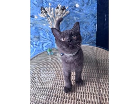 British shorthair nadir bulunan chocolate erkek yavru