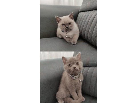 53 günlük british shorthair yavrularımız yuvasını arıyor