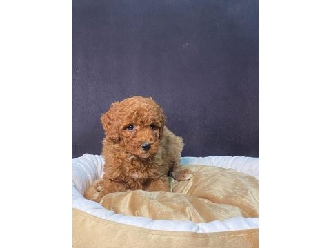 Burkem den poodle