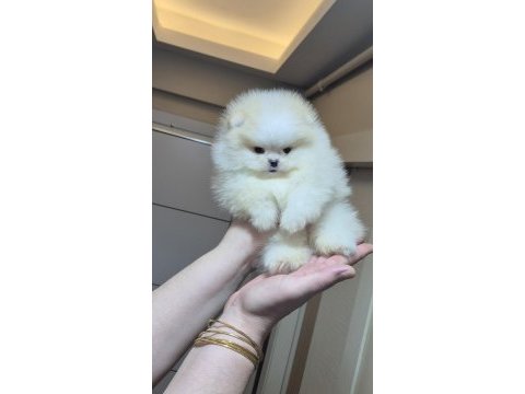 Üst kalite miniboy pomeranian boo erkek