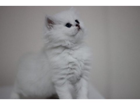 British longhair safkan