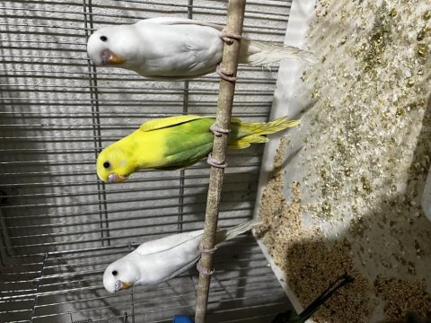Yeme düşen yavru muhabbet kuşları