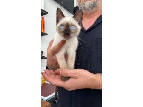 İki buçuk aylık siyam blue point dişi kedi