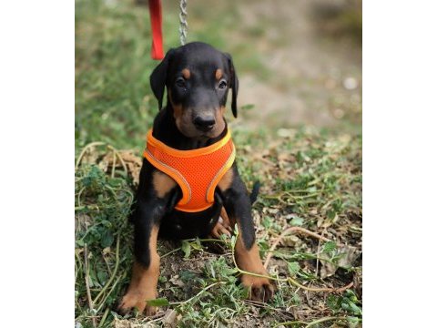 Europan type doberman yavrular