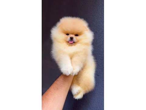 81 ile sağlıklı gönderim pomeranian boo
