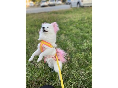 Pomeranian tilki surat