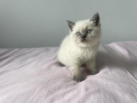 Safkan blue point bir dişi bir erkek kedimiz