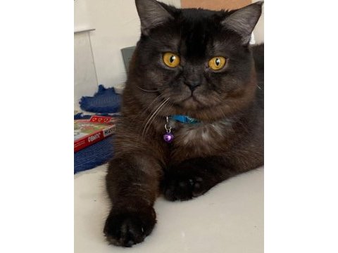 Siyah british shorthair zor bulunur