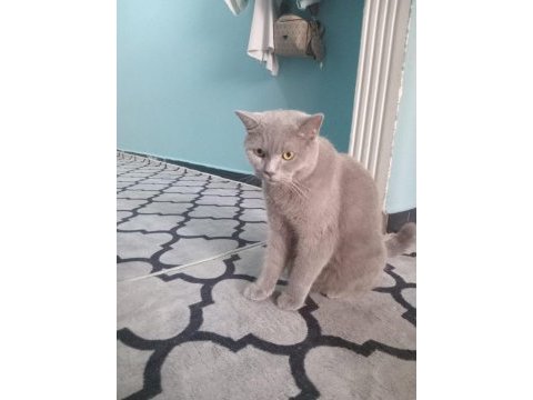 2 yaşında british shorthair sahiplendirme