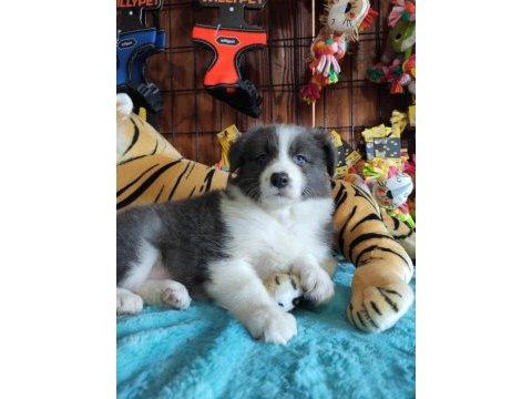 Safkan border collie yavruları