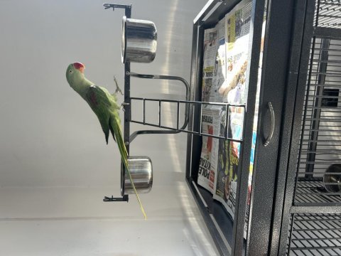 Erkek alexander papağanı 1,5 yaşında