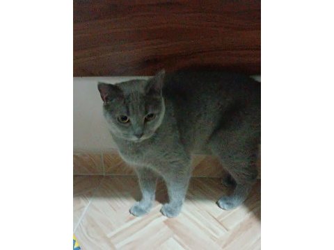 Acil satılık british shorthair